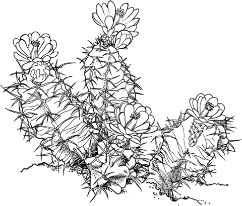 Ariocarpus Fissuratus Or Living Rock Cactus Coloring Page